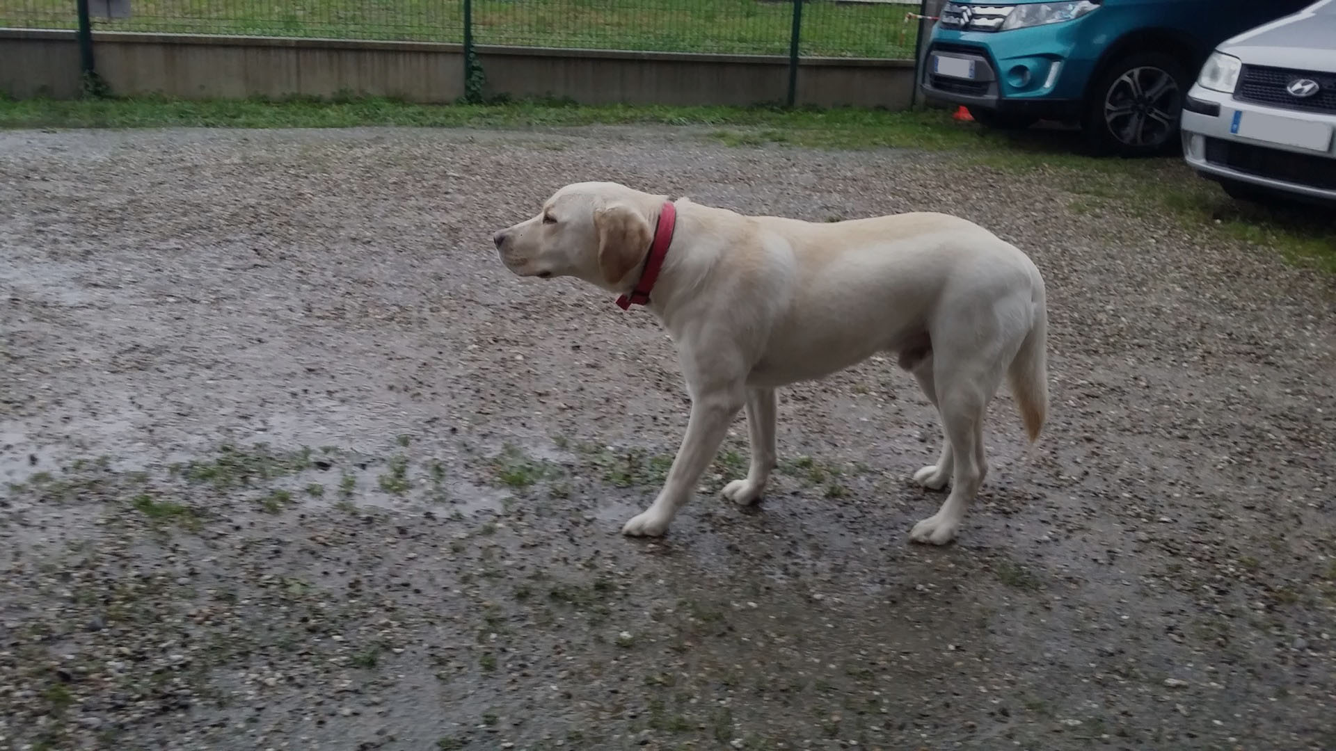 Garde à domicile pour chiens à Herrlisheim