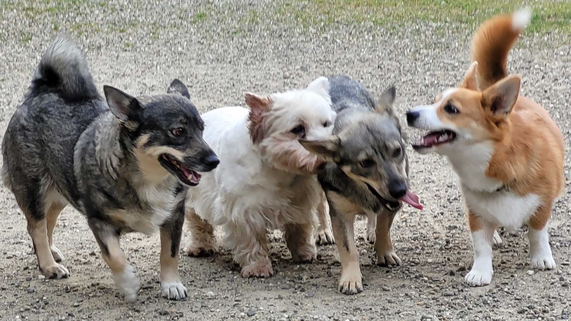 Garde de chien à domicile à proximité d'Herrlisheim