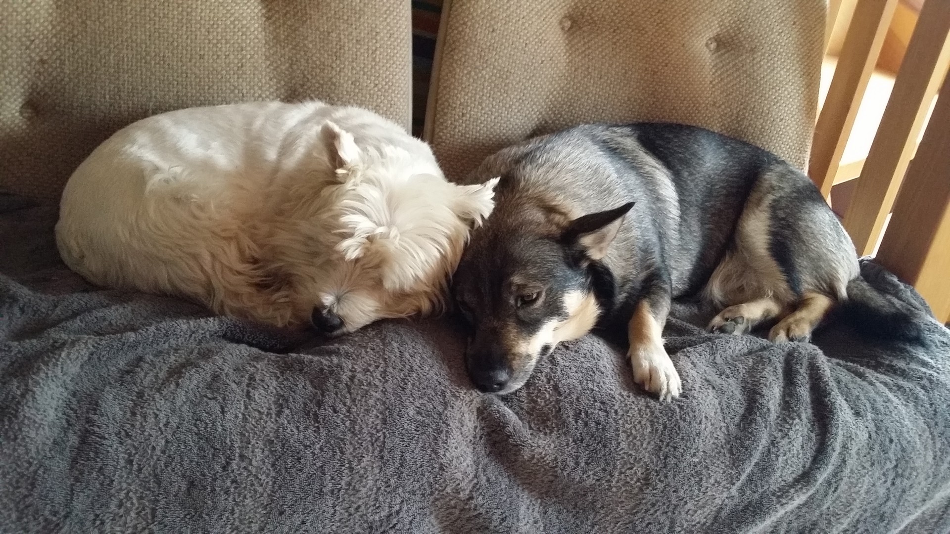 Pension canine à Herrlisheim