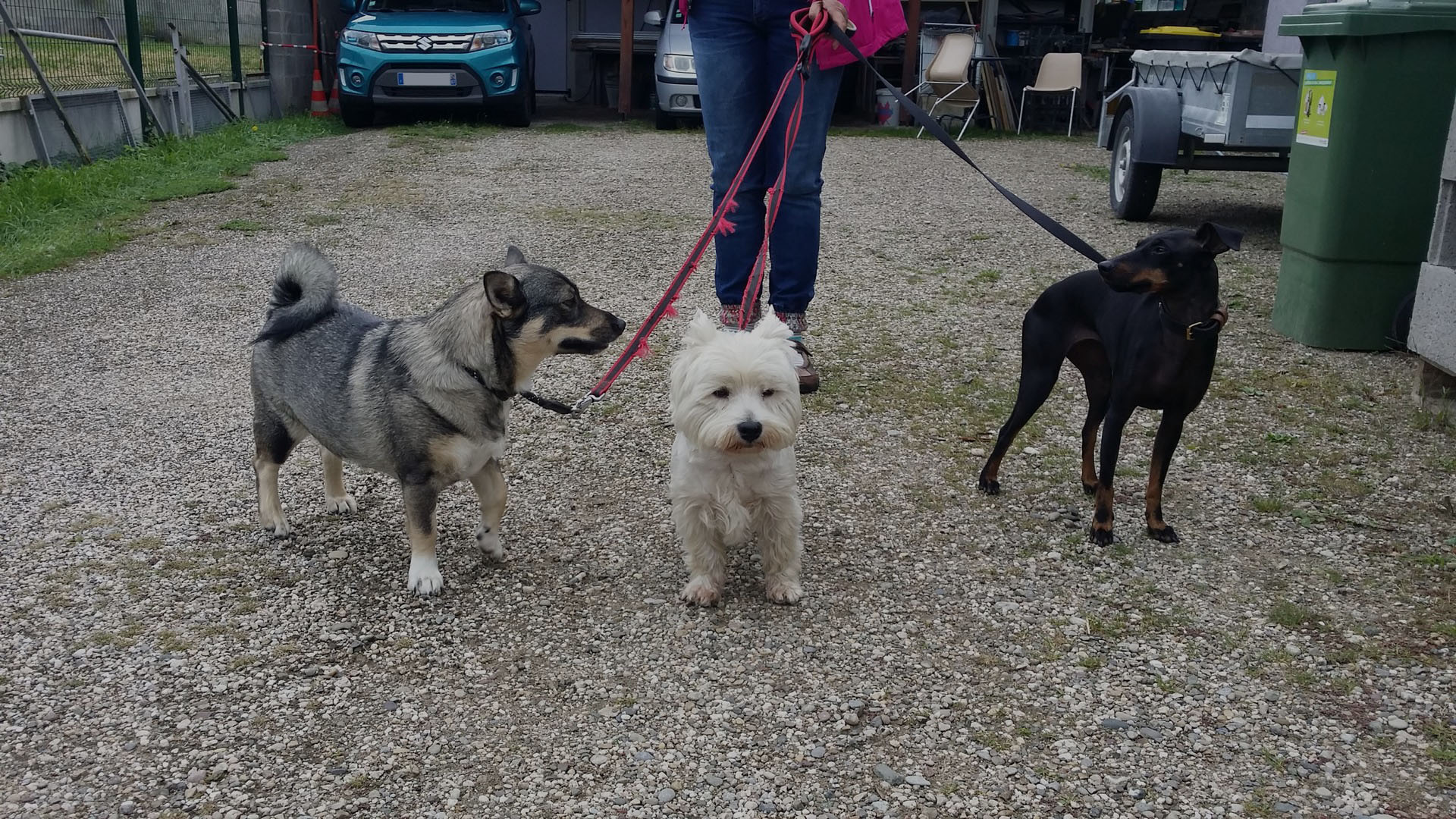 Promenades pour chien à Herrlisheim