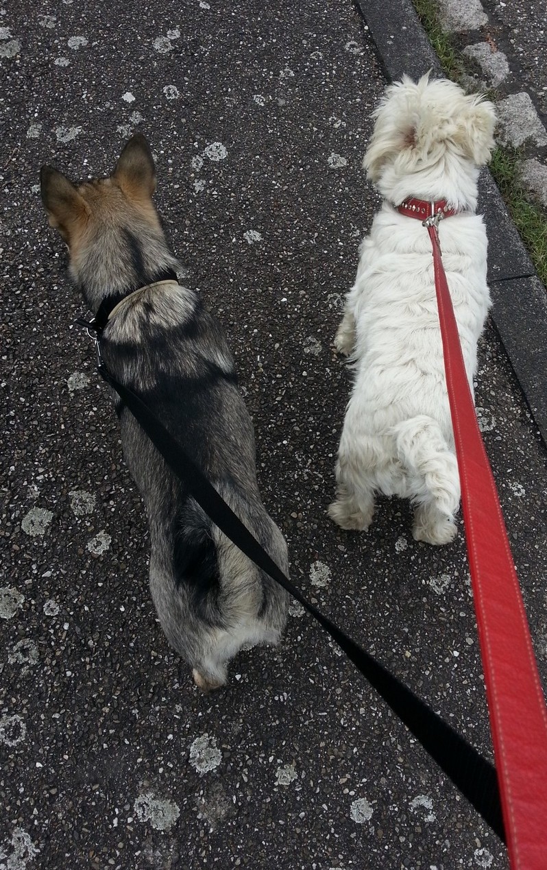 Promenades avec deux chiens