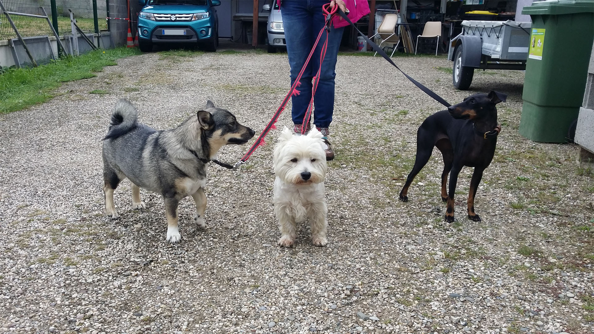 Service de promenade pour chien en Alsace